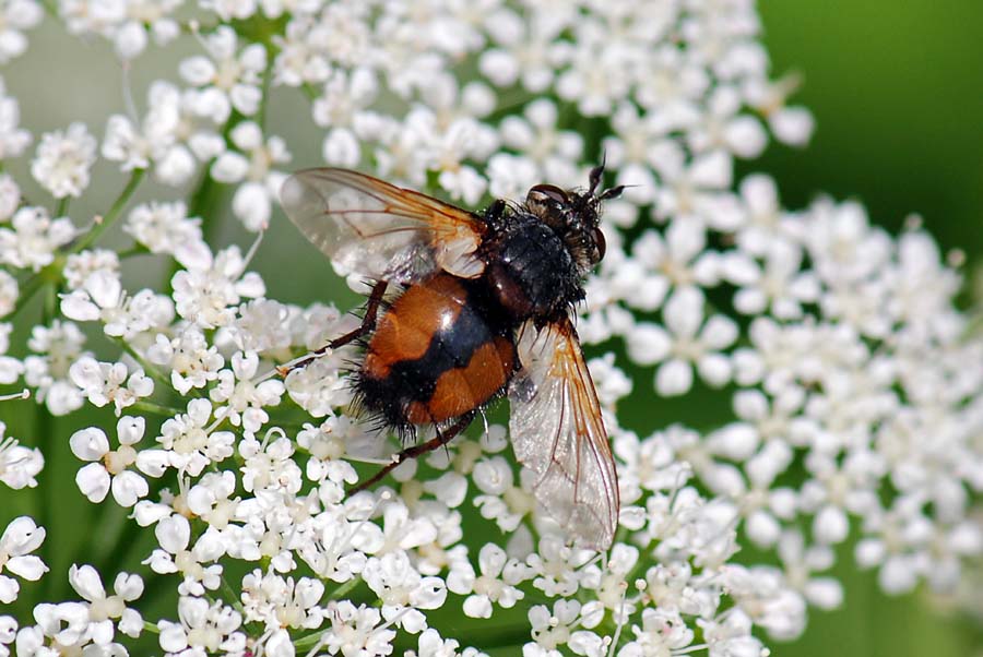 Tachinidae: Tachina magnicornis